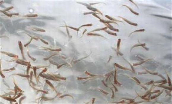 一齡魚種的放養時間與方法