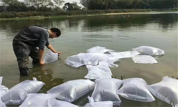 一齡魚種的兩種放養模式