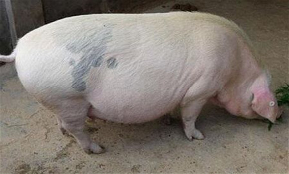 妊娠后期飼養管理（80~110天）