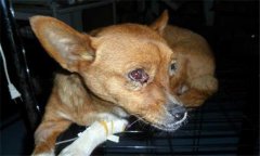 不同類型的犬瘟熱癥狀表現有何特征