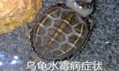 烏龜病了有哪幾種癥狀，烏龜常見病害防治方法