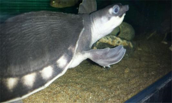 怎樣開展魚龜混養