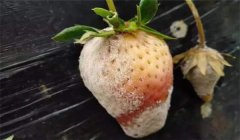 草莓灰霉病的癥狀、發生規律與防治方法