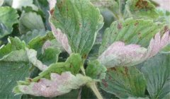 草莓白粉病的癥狀、防治方法、用什么藥好