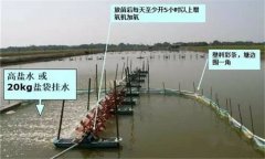 蝦苗淡化方法的關鍵：蝦苗淡化水質怎么調節
