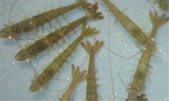 南美白對蝦病毒有哪些、怎樣防治？