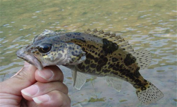 鱖魚的五種養殖方式
