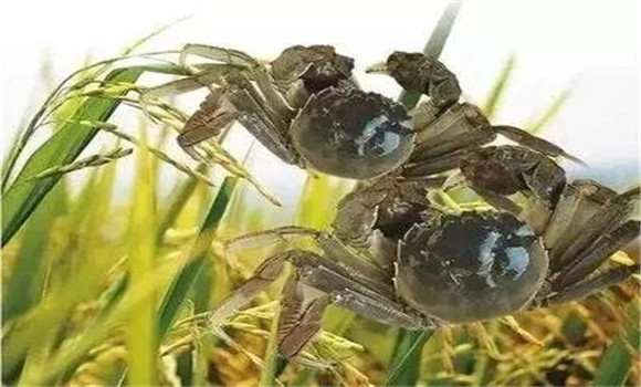 河蟹蛻殼與其不同生長階段的關系