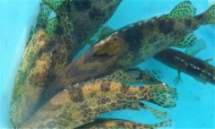 鱖魚繁殖期是幾月 鱖魚繁殖期持續多久