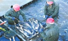 輪捕輪放為什么能增產增收，輪捕輪放放養密度