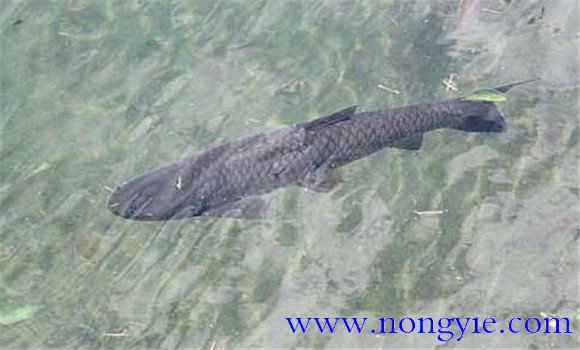 如何在池塘中飼養黑魚
