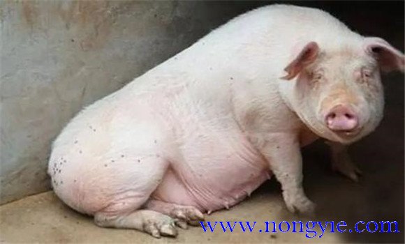 母豬產后不食的治療方法
