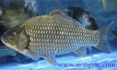鯽魚有幾種，鯽魚種類知多少？