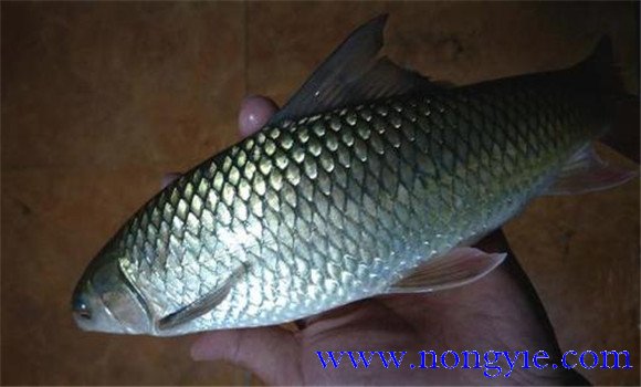 鯪魚的養殖技術要點