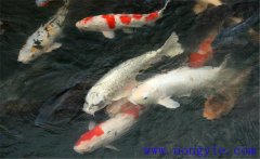 鯉魚是什么魚，鯉魚是淡水魚還是海水魚？
