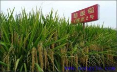 超級稻最高產量是多少 超級稻和普通水稻的區別