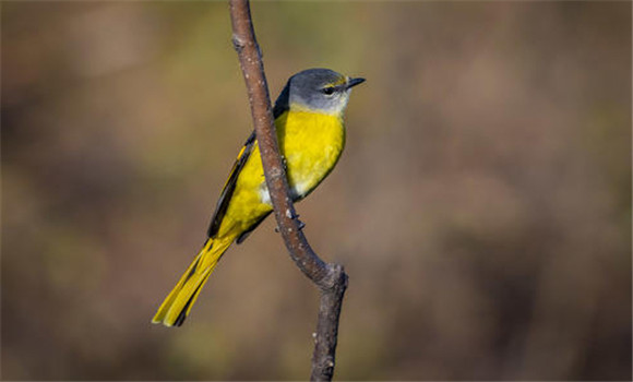 山霸王鳥如何飼養