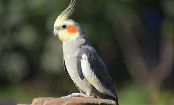 玄鳳鳥的飼養方法