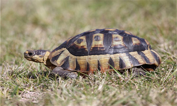 條頸攝龜如何飼養管理