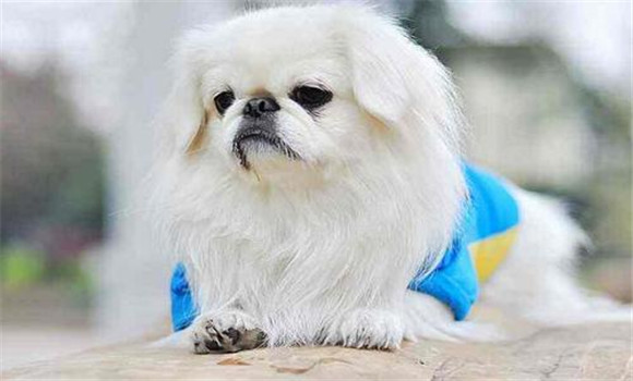 京巴犬的優缺點