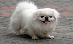 京巴犬好養嗎?京巴犬的優缺點，怎么養