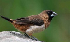 白腰文鳥怎么分公母 白腰文鳥的飼養方法