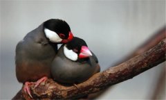 灰文鳥怎么分公母 灰文鳥怎么養才好
