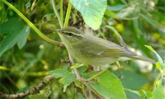 柳鶯鳥愛吃什么 柳鶯鳥的飼養方法 公母怎么區別