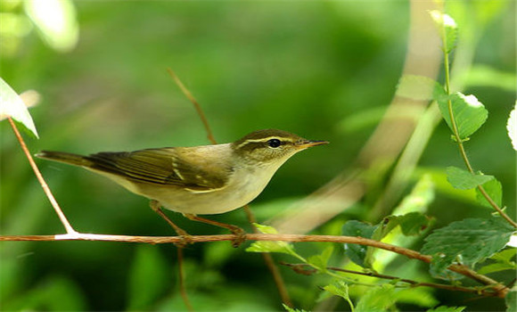 柳鶯鳥的飼養