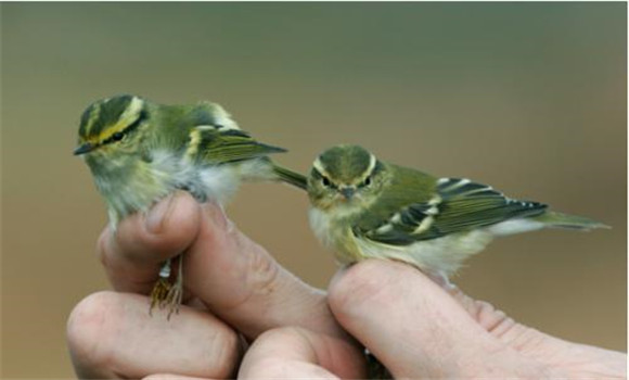 柳鶯鳥公母怎么區別