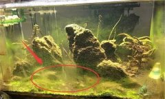水族箱水渾濁怎么辦、用什么藥 如何布置水草