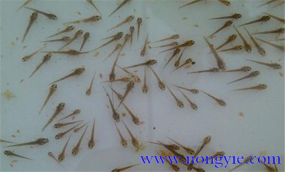泥鰍苗的放養密度