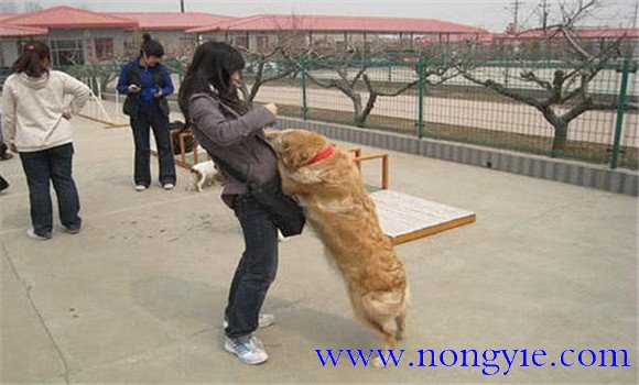 怎樣阻止狗撲人、如何糾正