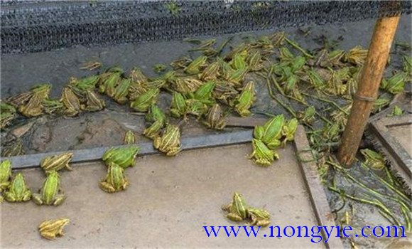 如何養殖牛蛙 牛蛙養殖技術要點