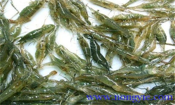 青蝦養殖效益分析