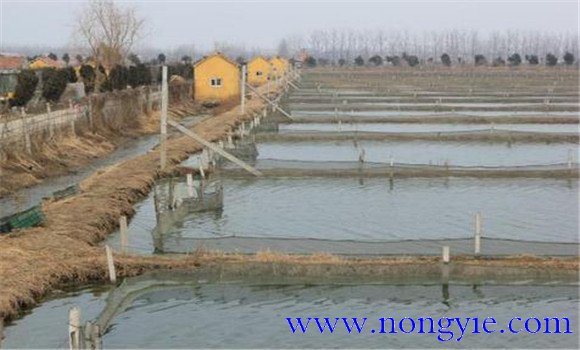 人工養殖泥鰍吃什么飼料