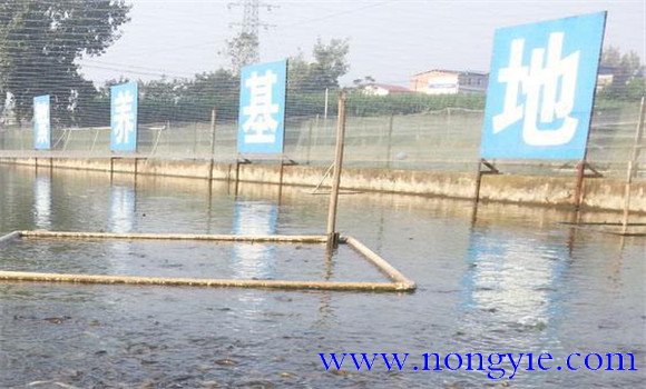泥鰍和其他魚類混養