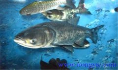 鳙魚和鰱魚的區別 鳙魚和鰱魚如何搭配放養?