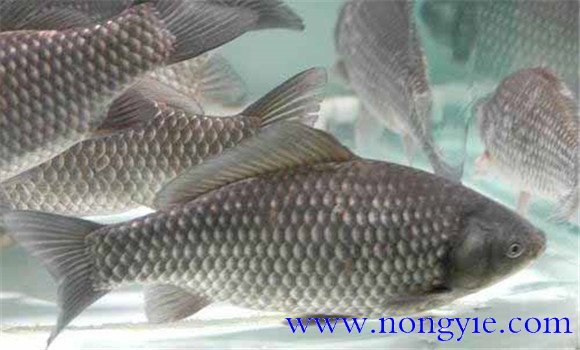 彭澤鯽魚如何養殖