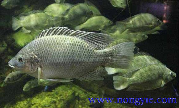 養殖羅非魚對水體的要求