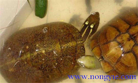 四眼斑水龜可以飼養嗎？