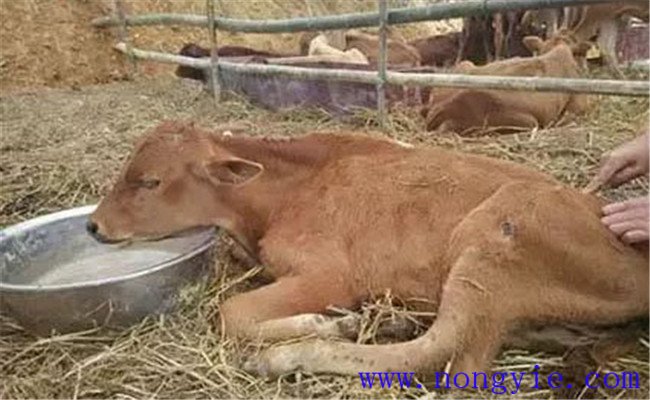 牛水瀉的病因和預防、防治方法