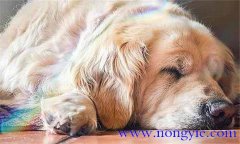 犬傳染性肝炎癥狀表現 犬傳染性肝炎的治療方法