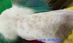 犬真菌性皮膚病癥狀表殃，如何診斷與治療