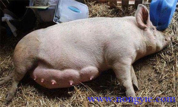 母豬乳腺炎的癥狀表現