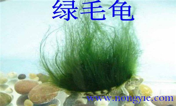 養殖綠毛龜如何喂食