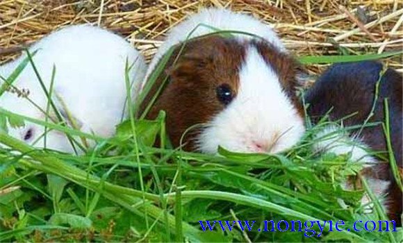 怎樣繁殖荷蘭鼠荷蘭鼠飼養注意事項