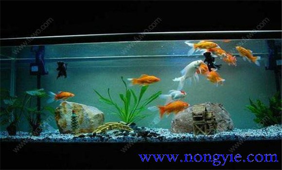怎樣飼養金魚，飼養金魚注意事項和技術要點