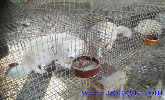 狐貍養殖場的基本設施