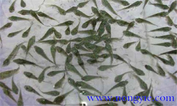 羅非魚的放養規格與密度